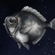 Illustration of the silver spinyfin (Diretmus argenteus)—the vertebrate with the highest number of opsin genes.